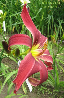 GT07-KR9.20_Tail_Feathers_X_Holly_Dancer_6257_r11.jpg