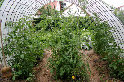 Tomaten0807.jpg