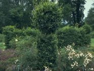 Pflanze-Hecke-Carpinus-Baum-geschwungene_Hecke.JPG