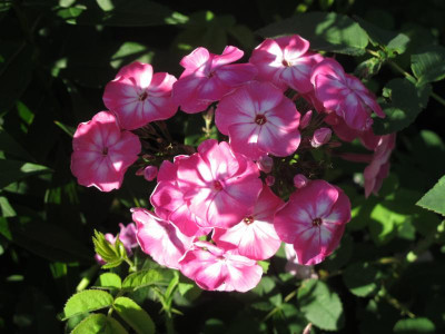 phloxrosaalt195.img.JPG
