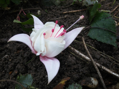 Fuchsie weiß Blüte.jpg