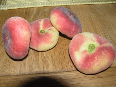 pfirsichflach.jpg