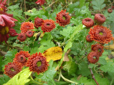 DSC07275.JPG