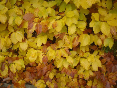 DSC07285.JPG