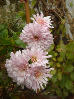 DSC07276.JPG