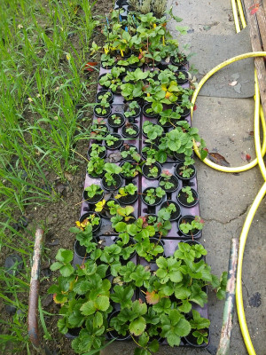 Erdbeeren 19113.jpg