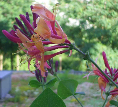 Lonicera_07_07.JPG