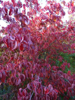 Cornus kousa Kreuzdame November 2019.JPG
