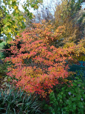 Enkianthus campanulatus November 2019.JPG