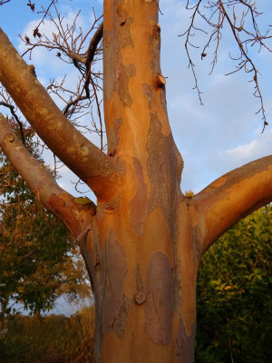Stewartia pseudocamellia stam 2019.JPG