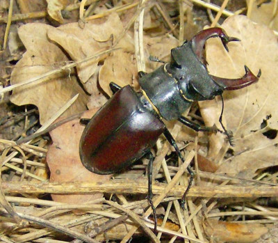 Hirschkäfer.jpg