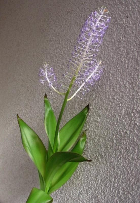 Scilla latifolia_HH_RIMG0923.JPG