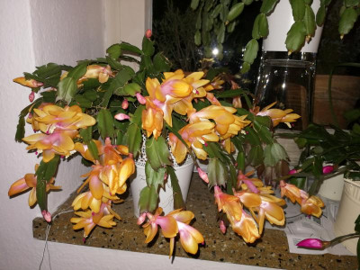 IMG_20191110_211622.jpg