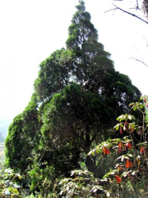 Xanthocyparis-vietnamensis-in-studied-population-No-4-Cao-Bang-Province-Nguyen-Binh.png