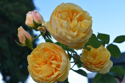 novemberblüten 19 005.JPG