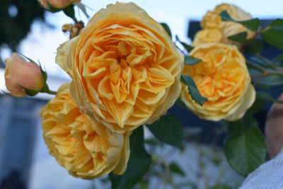 novemberblüten 19 009.JPG