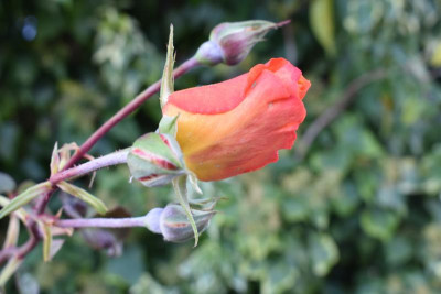 novemberblüten 19 012.JPG