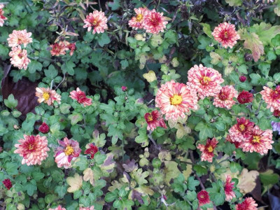 20191113_075655.jpg