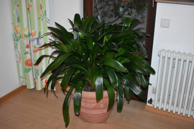 clivia 1 Jahr danach 001.JPG