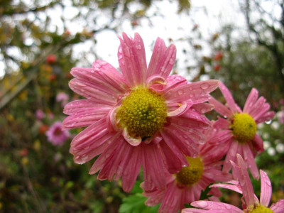 Hebe 161119.JPG