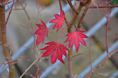 Acer-OrangeDream.19-1.jpg