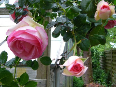 EdenRose.jpg