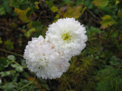 IWhite Bouquet 171119.JPG