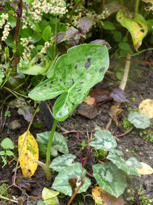 2019-10-02 Arum italicum 'Streaked Spectre'.jpg