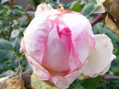 Garten_026.jpg