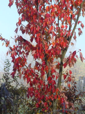 2019-11-10 Acer freemanii 'Jeffersred' 3.jpg