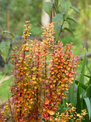 2019-11-16 Berberis 'Orange Torch' 4.jpg