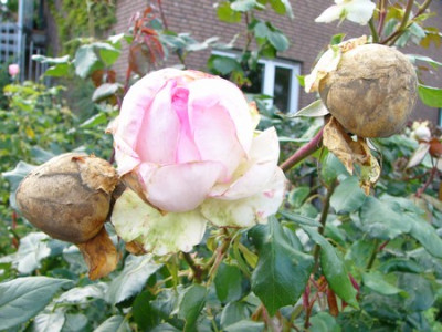 Garten_027.jpg