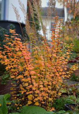 Berberis_thunbergii-Maria.19-1.jpg