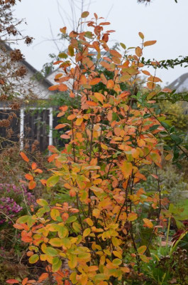 Amelanchier-RainbowPillar.19-1.jpg