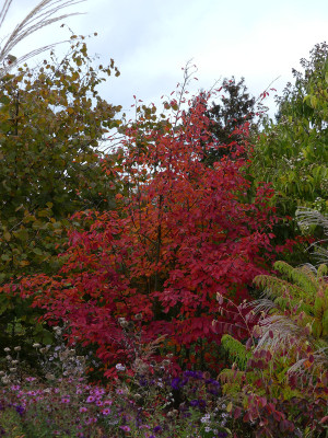 2019-10-17 Amelanchier lamarckii 1.jpg