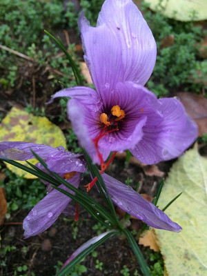 2019 11 16 Crocus sativus.jpg