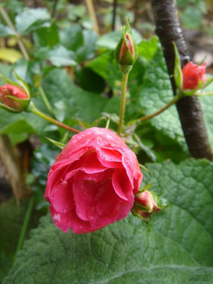 DSC07292.JPG