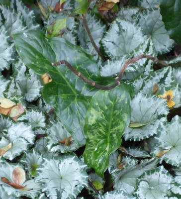 Arum aus Kreta.jpg
