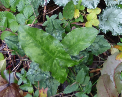 Arum aus Kreta2.jpg