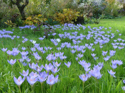 2019-10-12 Crocus speciosus 14.jpg