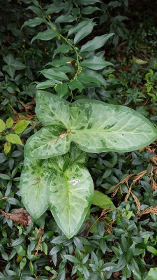 20191117_Arum_italicum_ (2).jpg