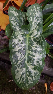 20191117_Arum_italicum_ (5).jpg