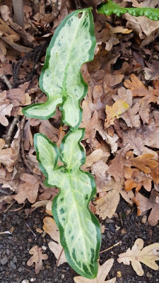 20191117_Arum_italicum_ Great_Barfield.jpg