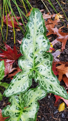 20191118_Arum_italicum_Sämling (1).jpg