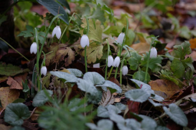DSCF0533_4291.JPG