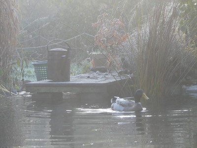 2019-11-10 Gartenimpressionen 6.jpg