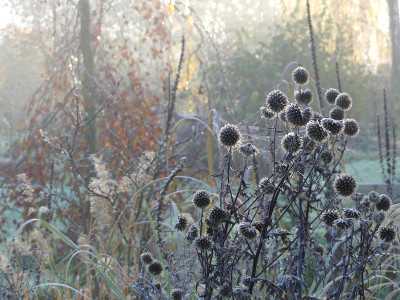 2019-11-10 Gartenimpressionen 11.jpg