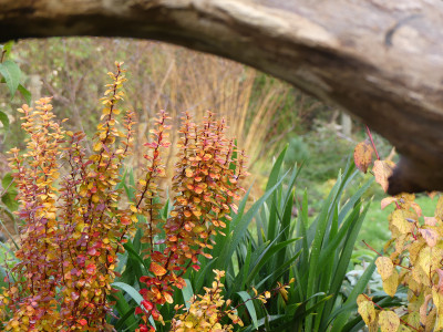 2019-11-16 Gartenimpressionen 2.jpg