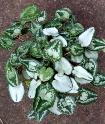 C.Whiteiae Sämlinge.JPG