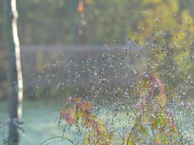 2019-11-10 Panicum virgatum 'Red Cloud'.jpg